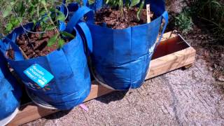 The Self Watering Rain Gutter Grow System Using Grow Bags This should be Interesting [upl. by Nazario]