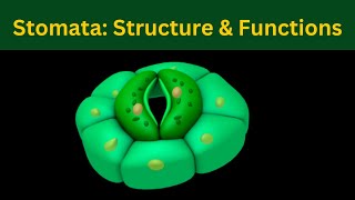 Stomata Structure and Function of stomata Plant gaseous echange Biology [upl. by Halyahs404]