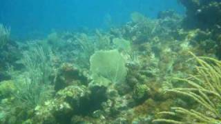 Scuba diving in Antigua at Coral Gardens [upl. by Fotinas610]