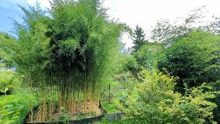 Phyllostachys Aureosulcata Spectabilis 18082023r Aktualizacja [upl. by Ykceb]