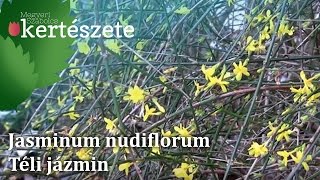 Jasminum nudiflorum  Téli Jázmin [upl. by Cheri]