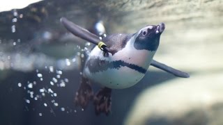 Live Penguin Cam Underwater View  California Academy of Sciences [upl. by Aklog]