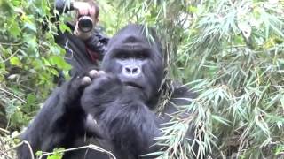 Silverback Gorilla strikes a pose  very close encounter [upl. by Elleb]