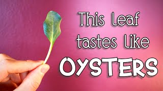 Oyster Leaf  Tryng a Leaf that Tastes like Oysters  Amazing Plants [upl. by Reiner]