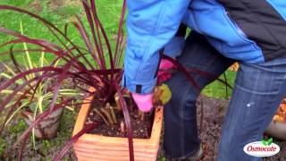 Garden Tutorial Use Bubble Wrap To Store Cannas Through Winter [upl. by Tonia]