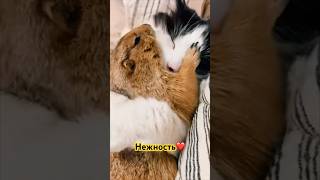 Нежность❤️ мем шортс кот смешныевидео titoice [upl. by Kirch]