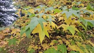 Liquidambar styraciflua ambroň západní [upl. by Jain]