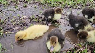 5dayold ducklings in mud [upl. by Badr]