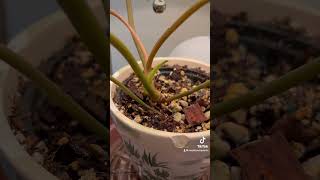 Philodendron Billietiae Billie  Rare Common Houseplant Collection  Plant Care  Home amp Garden [upl. by Ettenwahs]