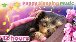 ☆ 12 HOURS ☆ Puppy Sleeping Music 🐶 ♫ Dog Sleep Music ♫ Soothing Music for Dogs ☆ [upl. by Irrol127]