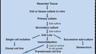 Creating cell lines [upl. by Aneert]