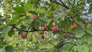 Flowering dogwood Cornus  branches twigs leaves amp fruit  October 2024 [upl. by Ailero]