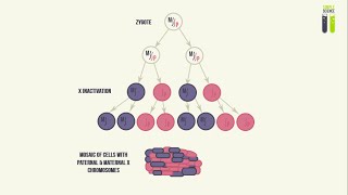 Mosaicisms  Part 3  Mosaicism of the X Chromosome X Inactivation [upl. by Clarence]