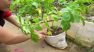 How to propagate potatoes at home for many tubers and easy [upl. by Byrle]