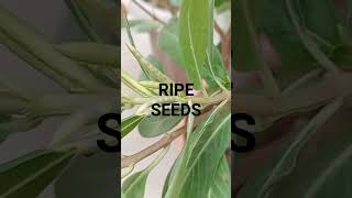 How to collect amp save vinca rosea seeds  plants are vital  seed pods vinca collect save [upl. by Reger538]