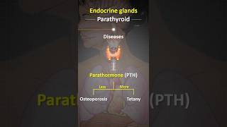 😧Endocrine gland  अंतः श्रावि ग्रंथि  shorts endocrinegland viralvideos viralshorts viral [upl. by Jevon]