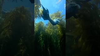 Playing in the kelp forest 🌿 mermaidtail kelpforest ￼ [upl. by Adroj]