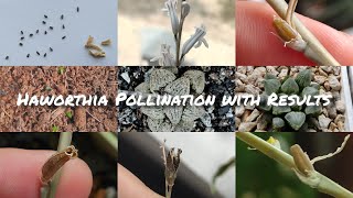 Haworthia Pollination with Updates  Haworthia hand Pollination  Creating Haworthia Hybrid Plants [upl. by Aelem638]