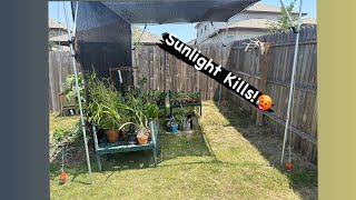 Shadehouse vs Texas Sun [upl. by Eniloj]