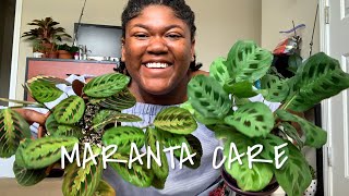 How to care for Maranta Prayer Plant Indoors  Planting The World Red [upl. by Eiram541]