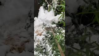 Removing excess snow from Tree Fern in my UK tropical garden treefern tropicalgarden [upl. by Arahd]