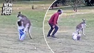 WATCH Kangaroo attacks Australian toddler in wild video [upl. by Nimoynib]