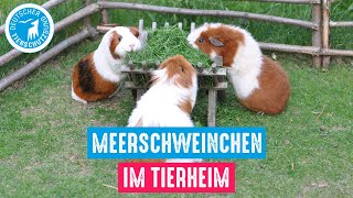 Meerschweinchen im Tierheim [upl. by Cheria]