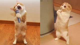 Funny Cats amp Dogs 2024 Hilarious Pet Moments Pt 2 🎉 😺🐾 New Years Laughter Extravaganza [upl. by Timmy251]