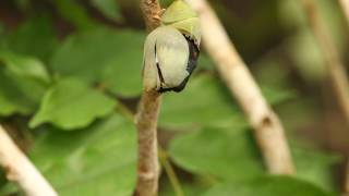 Adult common morpho butterfly emerging from chrysalis Costa Rica [upl. by Schram204]