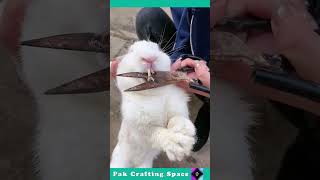 Rabbit Teeth Cutting Process [upl. by Varrian624]