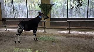 An eating okapi in indoor enclosure [upl. by Eblehs]