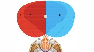 Viaje de los impulsos visuales por las vías ópticas Simulación Bonafonte [upl. by Janeva]