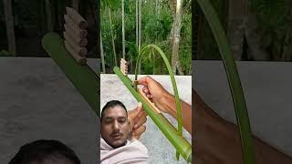 Bamboo sling shot archery diy bamboo toys funny hydrulicpress fruit toy [upl. by Mccreery535]