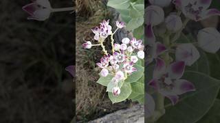 Calotropis procera aankade ke phool  aakda plant [upl. by Eneladgam]