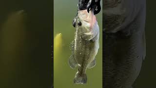 Beautiful bass at newton fishng foryou shorts funny viralshort viralshort [upl. by Eiro648]