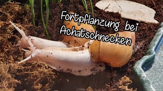 Fortpflanzung bei Achatschnecken  Aufklärung [upl. by Emyle]