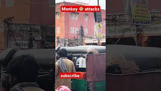 Monkey attacks  Laughing monkey 🐵 viralvideo shortsfeed youtubeshorts monkey attacks youtube [upl. by Uzial]