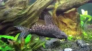 Synodontis Eupterus African Featherfin Squeaker Catfish with Congo Tetras [upl. by Airdnas]