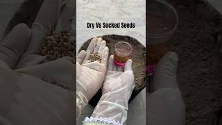 Grow soaked seeds of Spinach for faster result Terrace Garden  Winter Vegetables [upl. by Ardni]