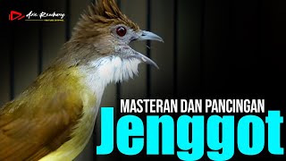 MASTERAN DAN PANCINGAN CUCAK JENGGOT GACOR [upl. by Tur]