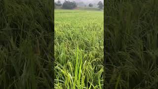 ricefield farming mindanao buhayprobinsya buhayfarmer [upl. by Iroc107]