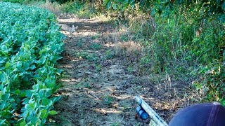 Shotgunning Summer Coyotes in the Corn and Beans [upl. by Abba]