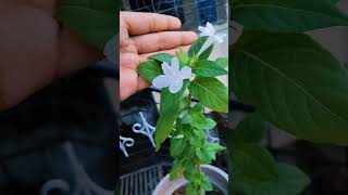 Barleria cristata also known as the Philippine violet or bluebell barleria [upl. by Etnoval]