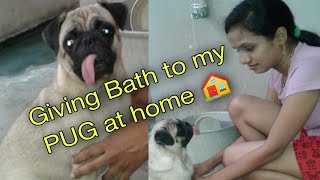 giving bath to my PUG puppy at Homechockys puglife [upl. by Sucramrej]