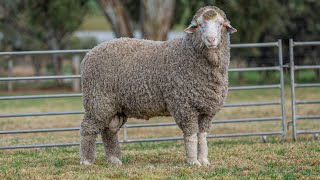 Adelaide Ram Sale North Ashrose Lot 4 [upl. by Atnovart72]