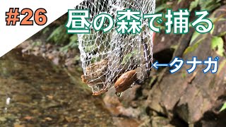 26【テナガエビ】奄美の昼の森でタナガを捕る Longarmed freshwater shrimp of Amami [upl. by Asina]