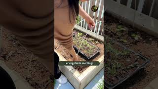 Cover plants from the rain shortvideo cute rain funny cute viral beauty shorts short [upl. by Ninette]