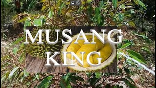 Musang King Durian [upl. by Levins]