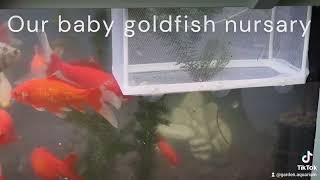 Lily Garden Aquarium we found a baby fish [upl. by Eibbob311]