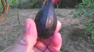 How to Tell When a Fig Is Ripe and Ready to Pick [upl. by Tersina543]